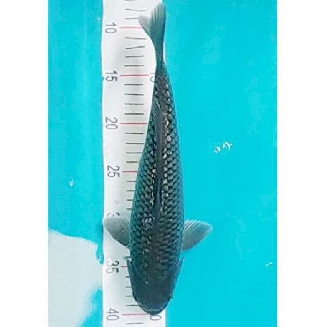 Soragoi Ginrin 31cm