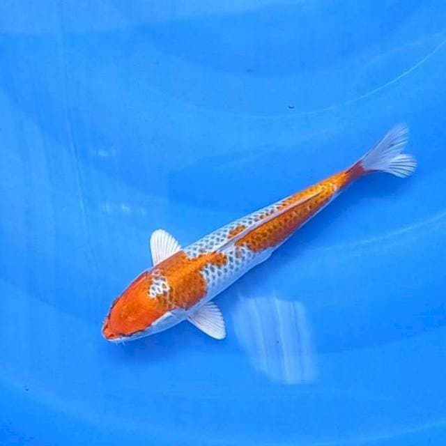 Kujaku 24Cm