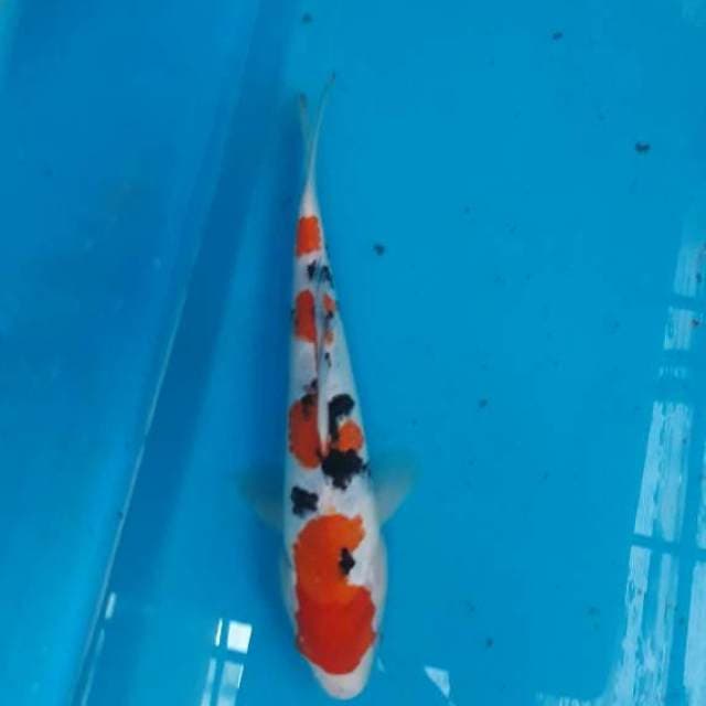 Sanke Tsubo Sumi