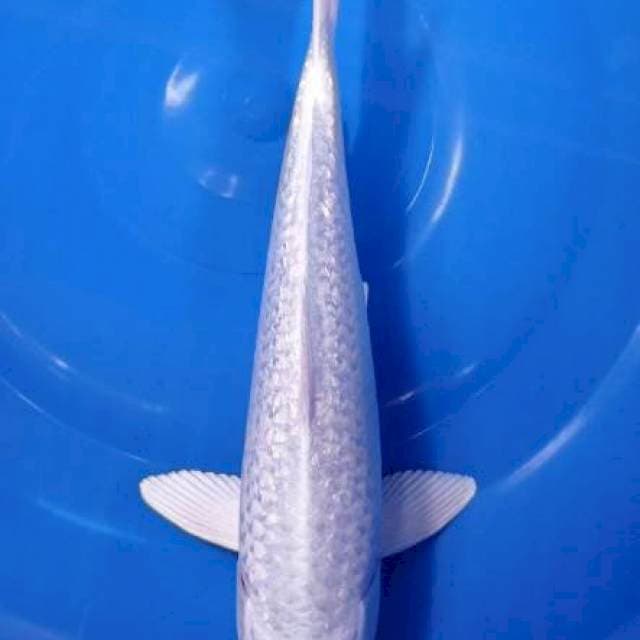 A. PLATINUM GINRIN 26 CM