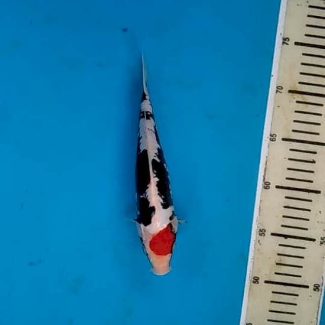 Benikumon 23cm