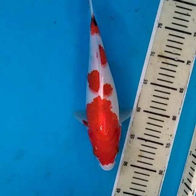Showa 32cm