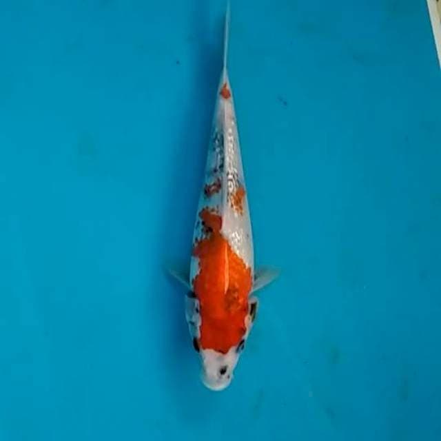 Showa gindrin 27cm