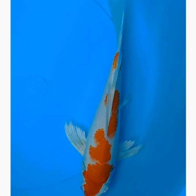 Kohaku kumpay