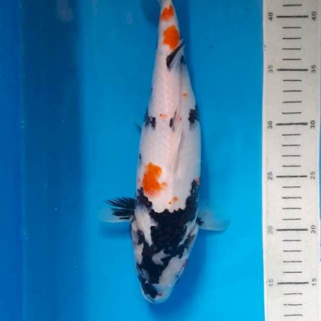 Kindai showa 32cm