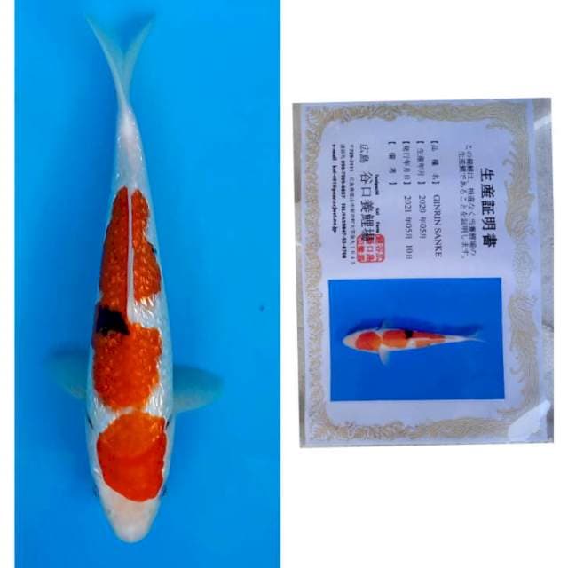 Full Ginrin Sanke Import Serti Taniguchi