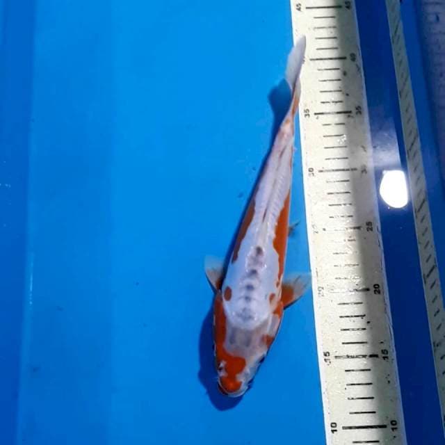 SUSHUI 26 CM