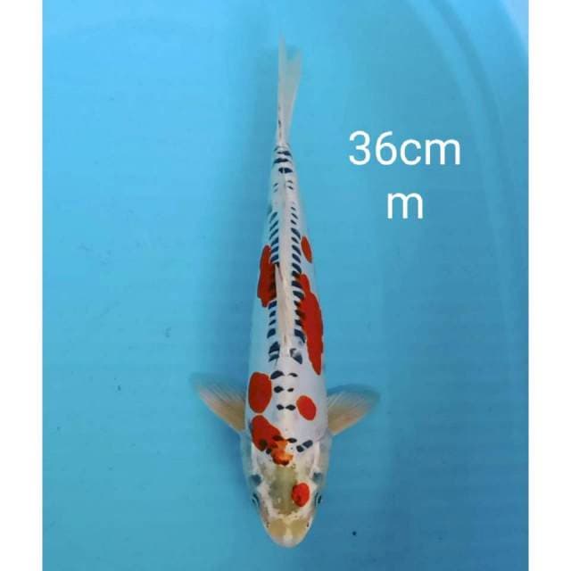 Red kujaku doitsu 36cm