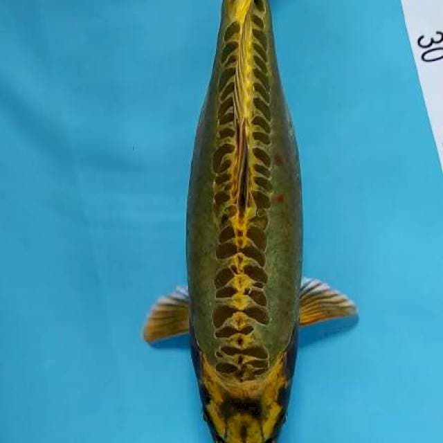 Antikan Banana sizr 29cm