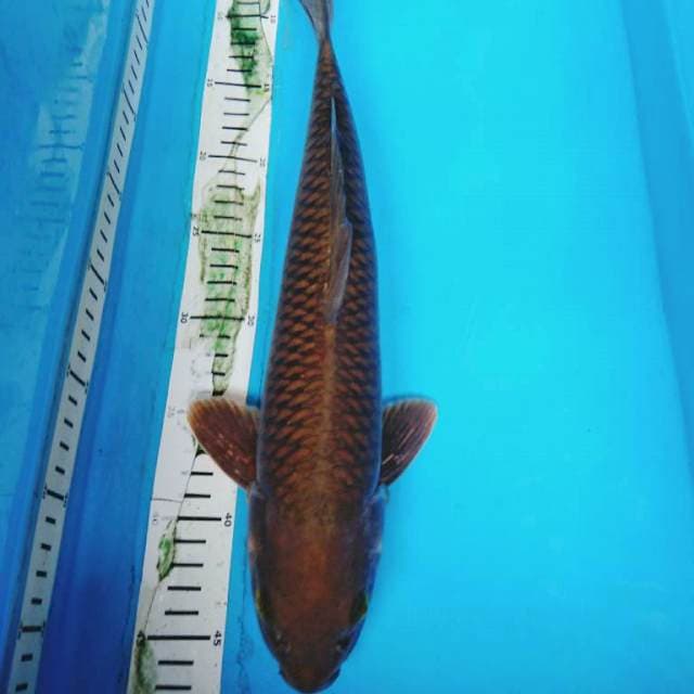 PENJINAK KOLAM 40 cm