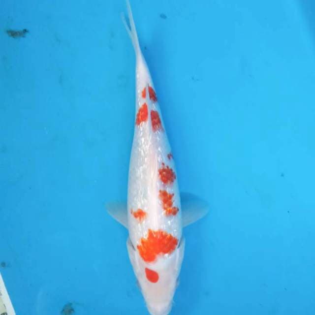 Kohaku ginrin 30 cm
