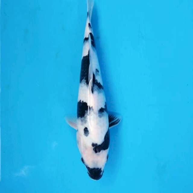 Shiro Utsuri 27 cm
