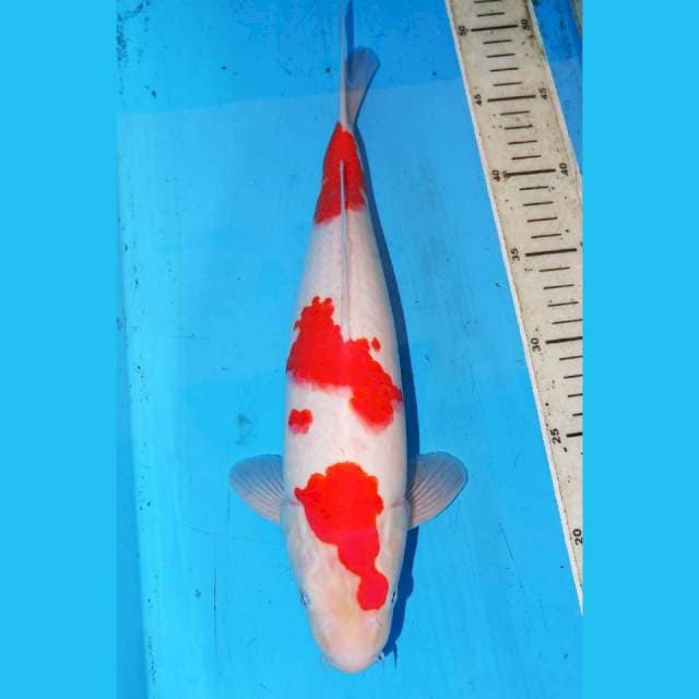 3STEP KOHAKU BAGUS