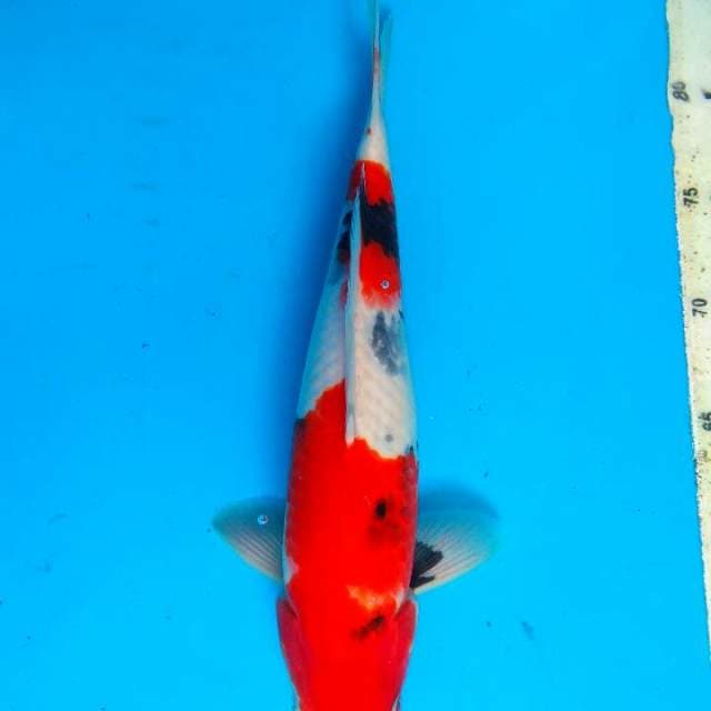 Showa 32cm