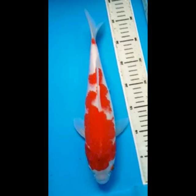 KOHAKU PUNUK 35 Cm