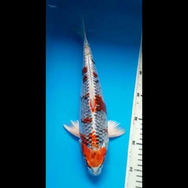 KUJAKU PUNUK 33 Cm, JANTAN