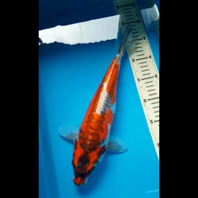 BLACK MARUTEN KIKOKURYU PUNUK 35 Cm