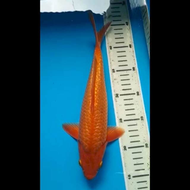 KARASHI MERAH PUNUK 31 Cm, JANTAN