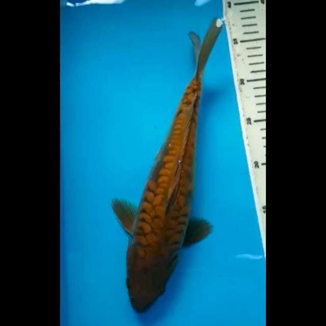 MIDORIGOI ARAGOKE PUNUK 31 Cm, JANTAN