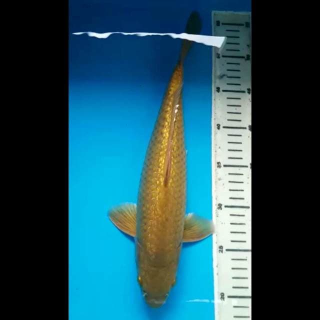 MIDORIGOI FULL GINRIN 34 Cm, JANTAN