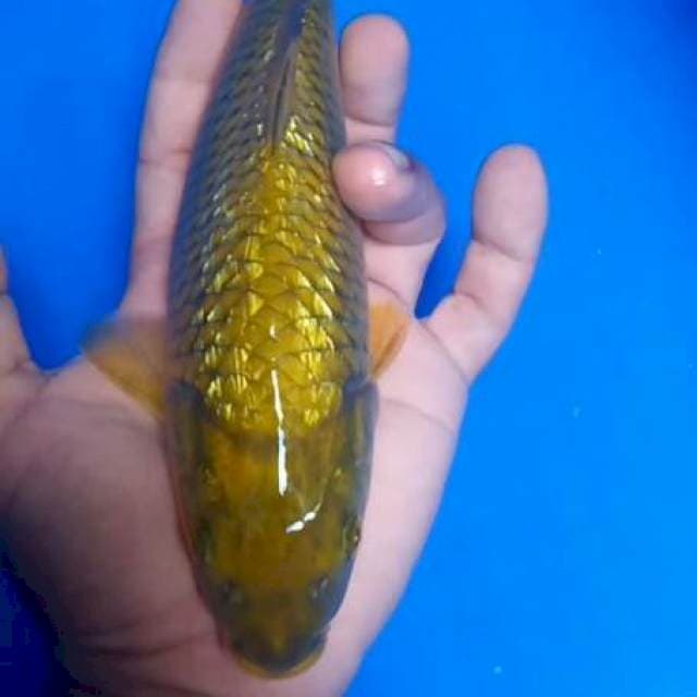 Cagoi ginrin
