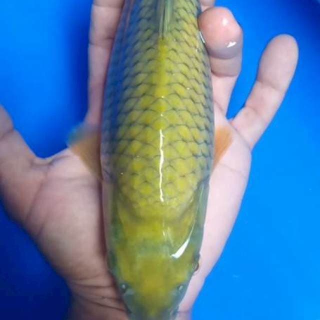 Midori