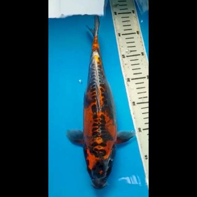 KIKOKURYU PUNUK 32 Cm