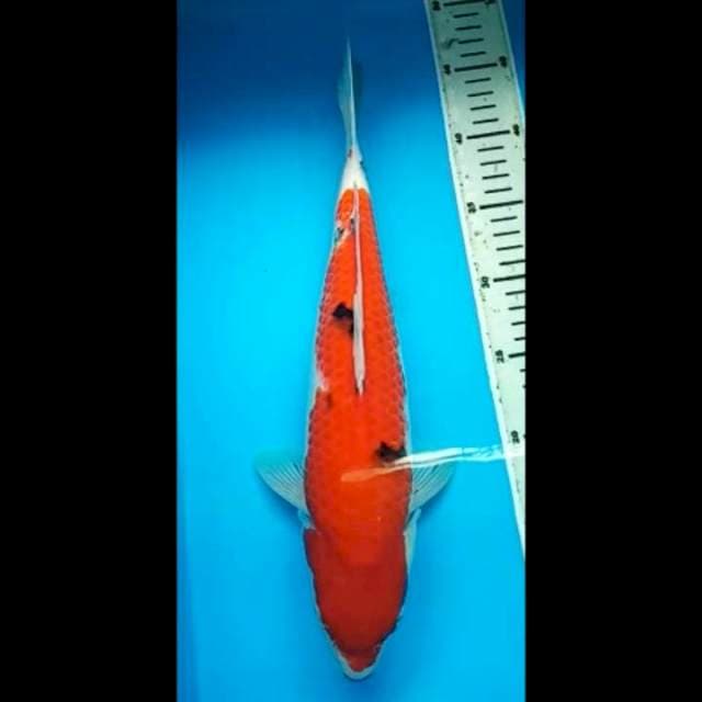 AKA SANKE JUMBO PUNUK 38 Cm