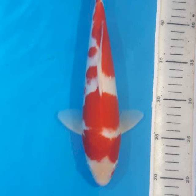 STORNG KOHAKU