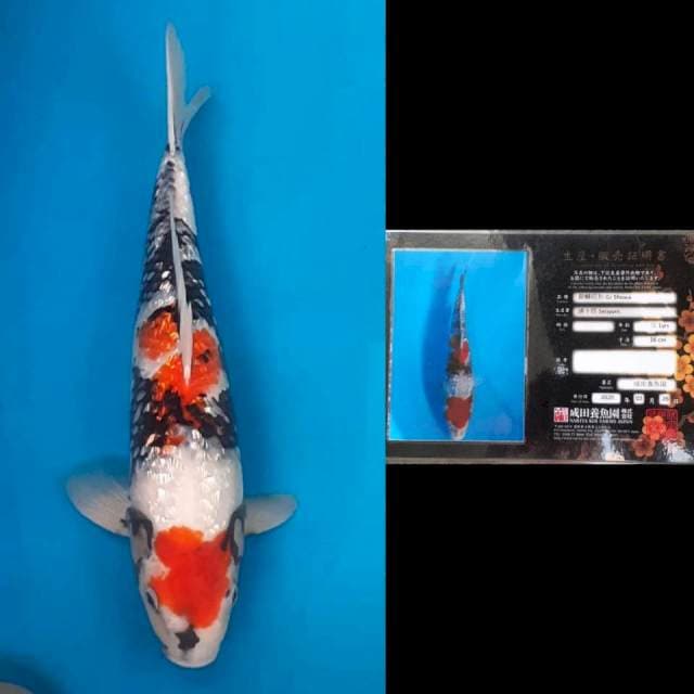 Showa Ginrin Narita 40 bu 🤩🤩