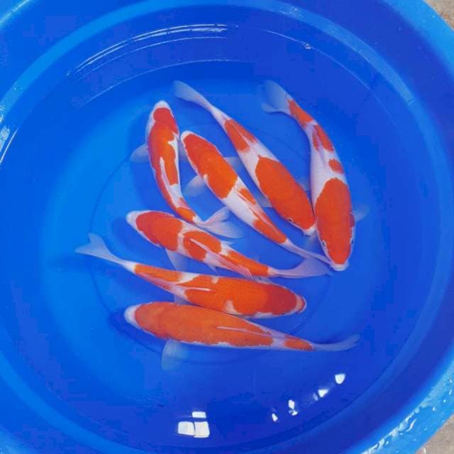 KOHAKU Grade A STRONG 7 ekor
