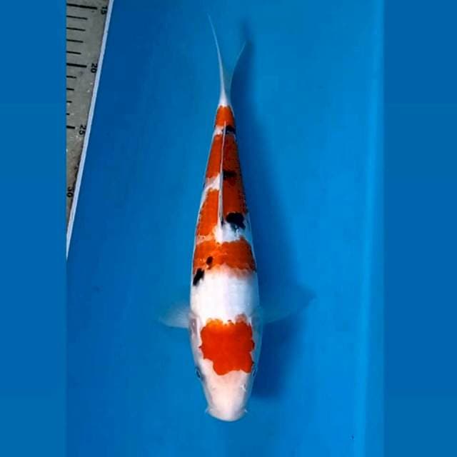 Sanke, 27 cm