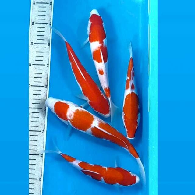 Paket kohaku, 21-28 cm
