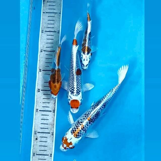 Paket Kujaku, 17-25 cm