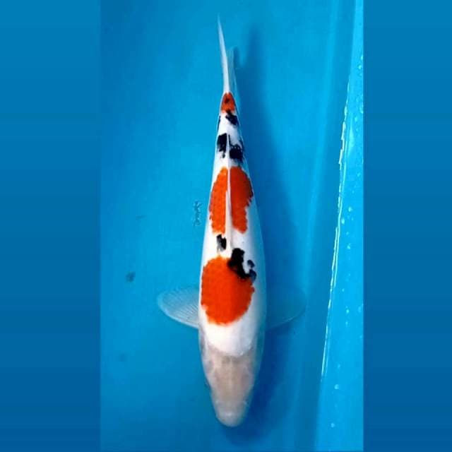Sanke, 30 cm