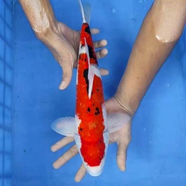 Showa 37cm