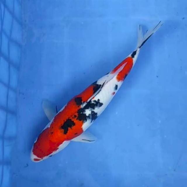 Sanke 36cm