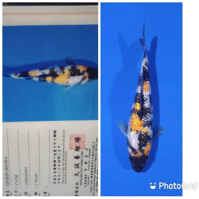 Ginrin showa tosai marusei