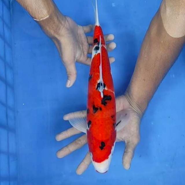 Sanke 37cm