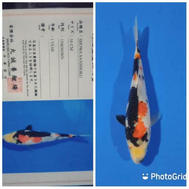 Showa tosai marusei