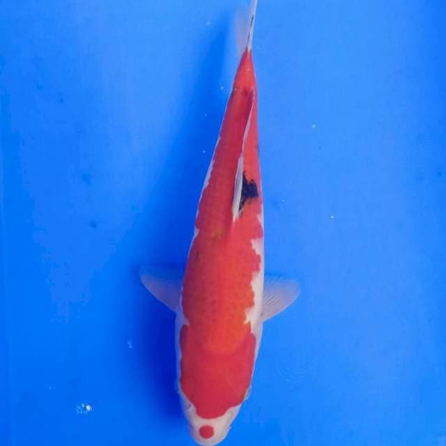 Sanke Kuchibeni 35bu