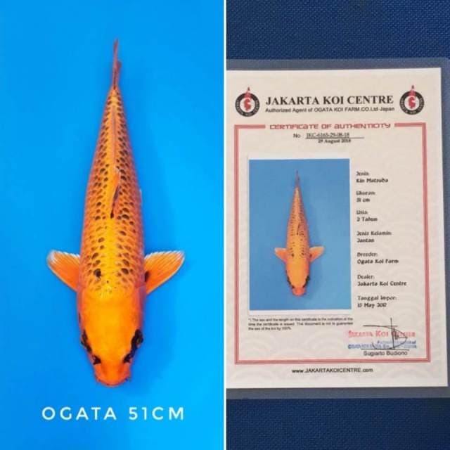 Kin-matsuba ogata sertifikat