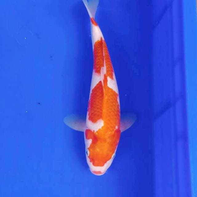 Kohaku 30bu