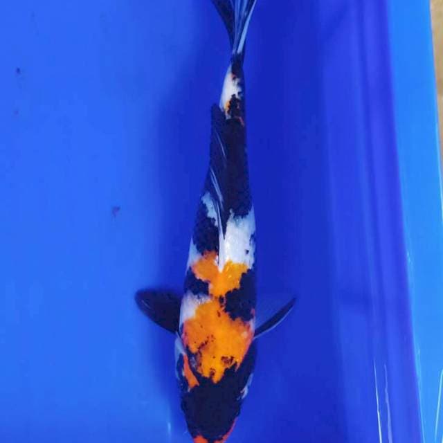 25cm showa