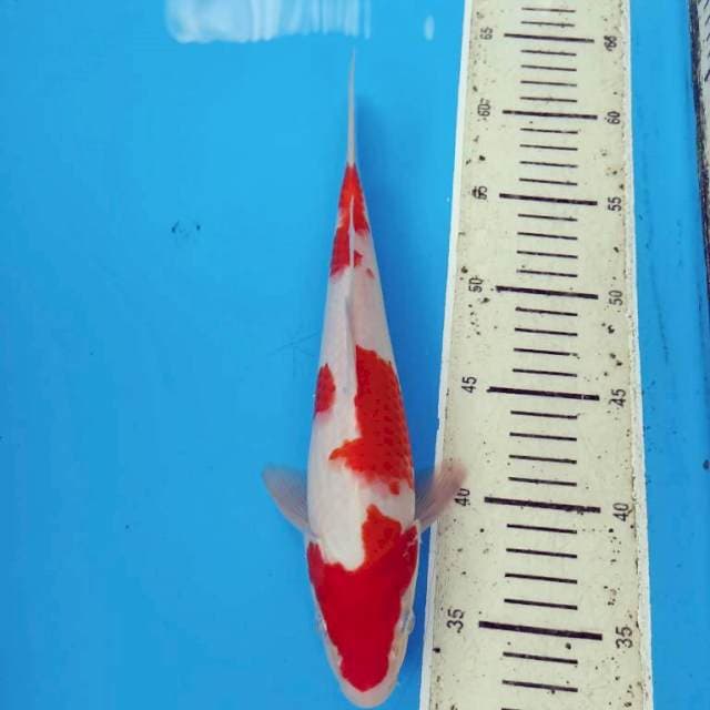 Kohaku original