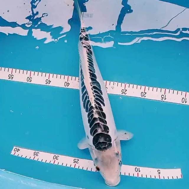 Shusui 50cm Male