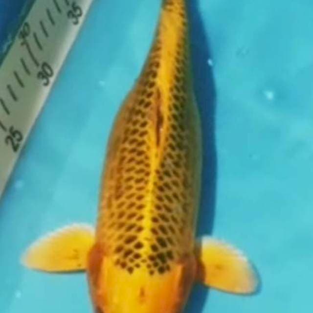 MATSUBA 35Cm