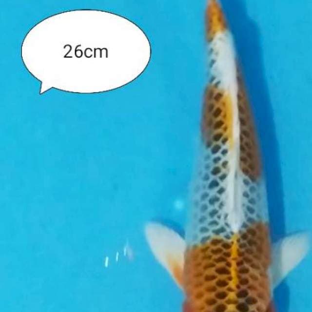 KUJAKU 26CM
