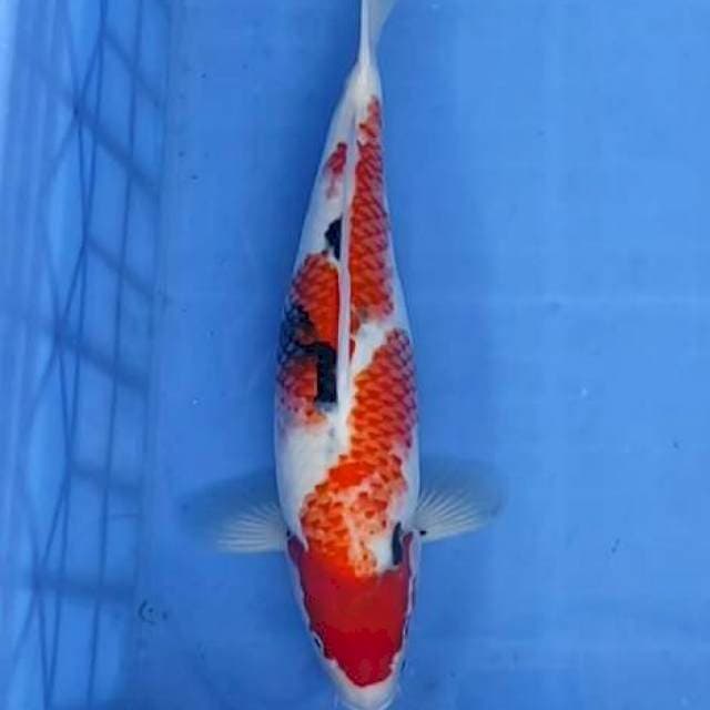 Showa kanoko 37cm