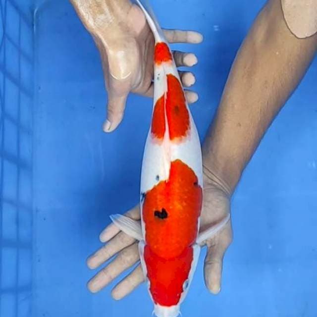 Sanke 36cm